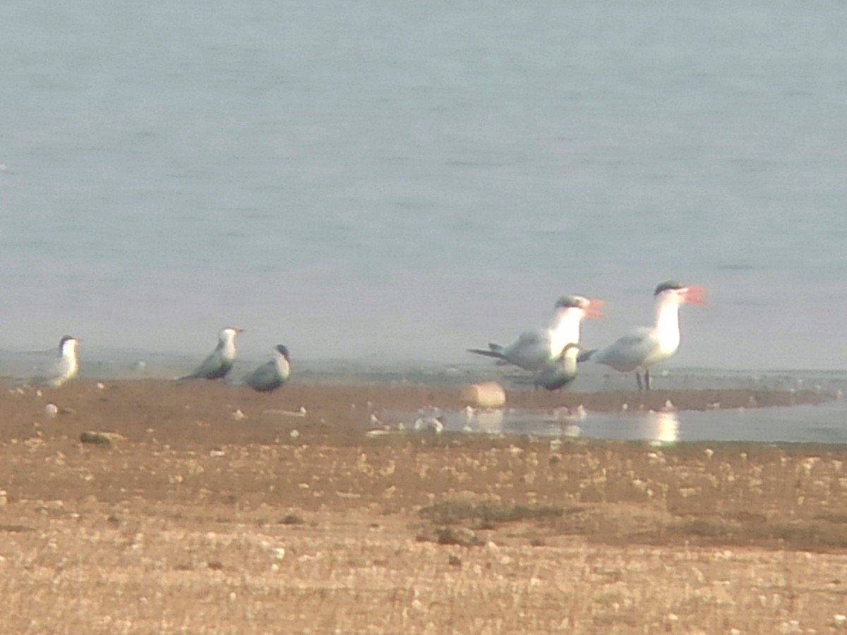 Caspian Tern - ML618016909