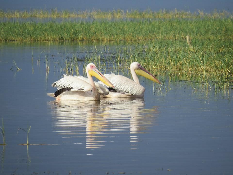 Great White Pelican - ML618016930