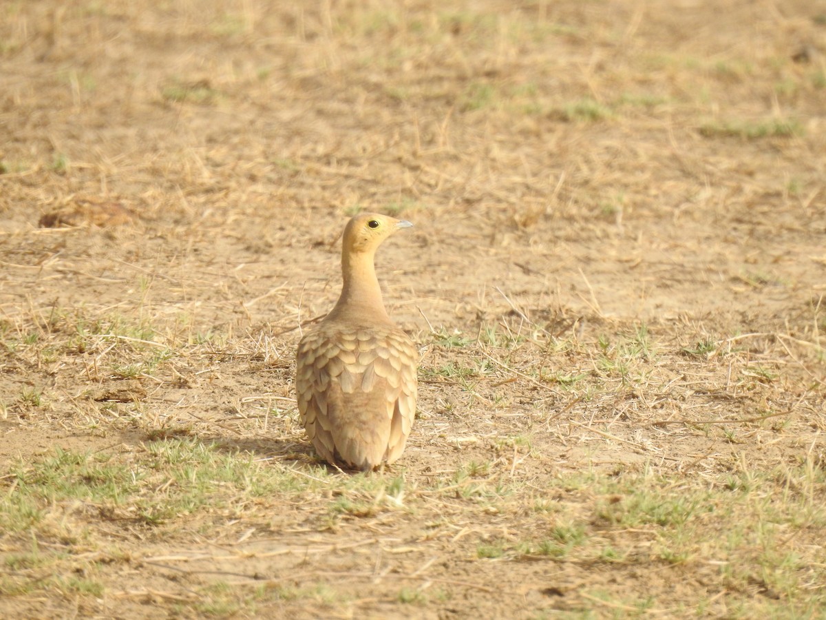 Chestnut-bellied Sandgrouse - ML618016935