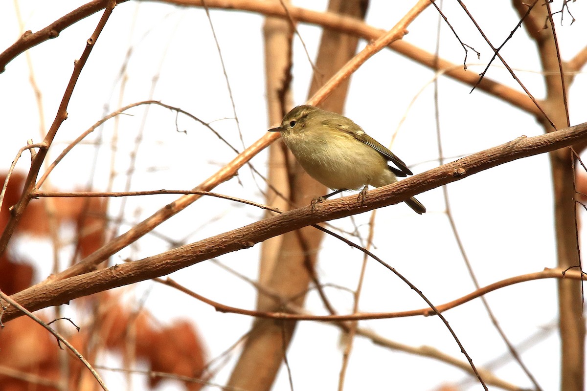 Hume's Warbler - Mahdi Naghibi