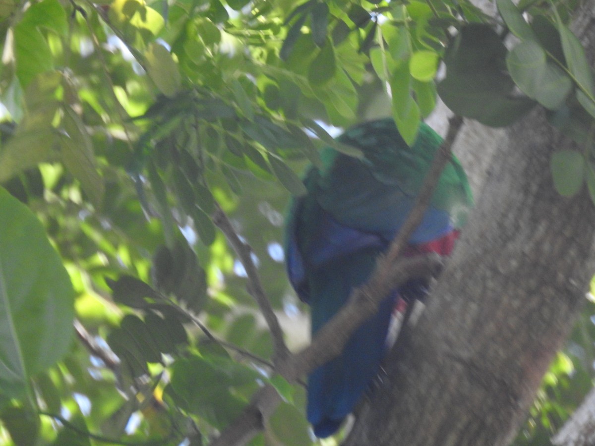 Фиджийский попугай-арлекин - ML618016962