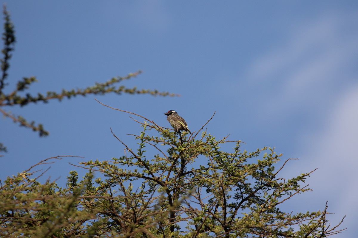 Banded Barbet - ML618016969