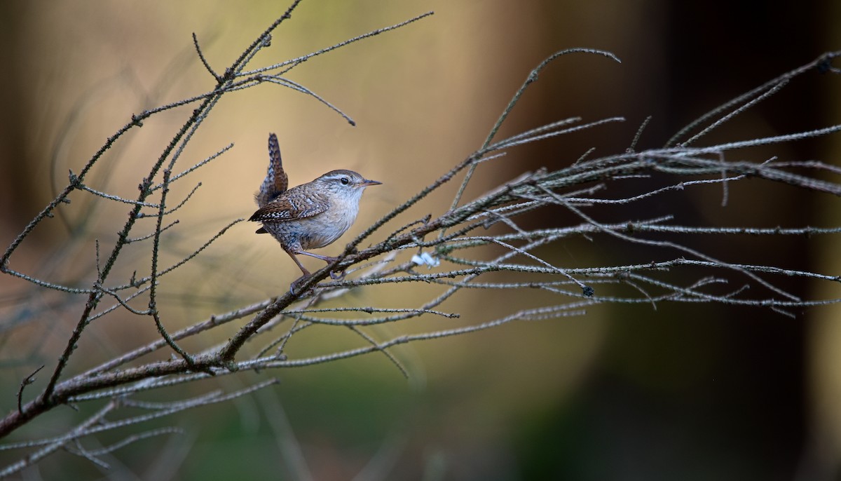 Eurasian Wren - František Straka