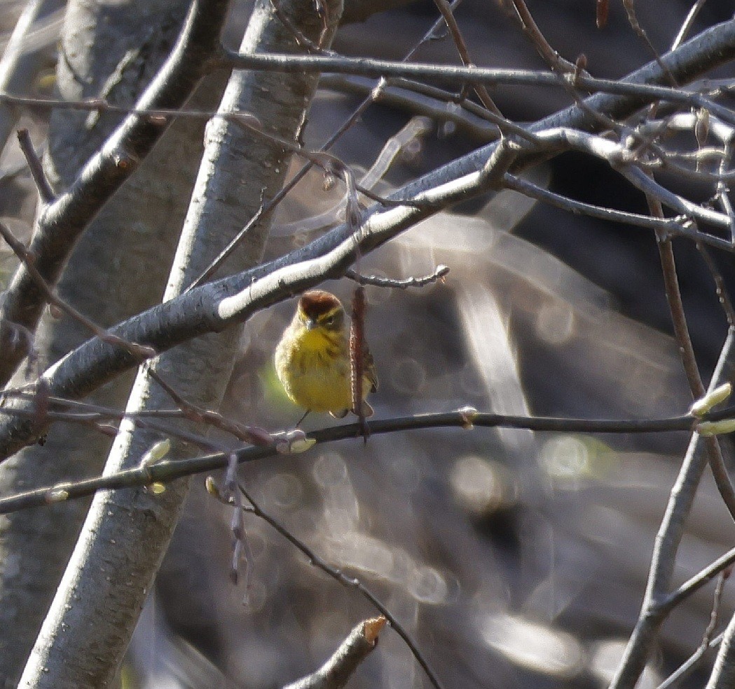 Palm Warbler - ML618017004