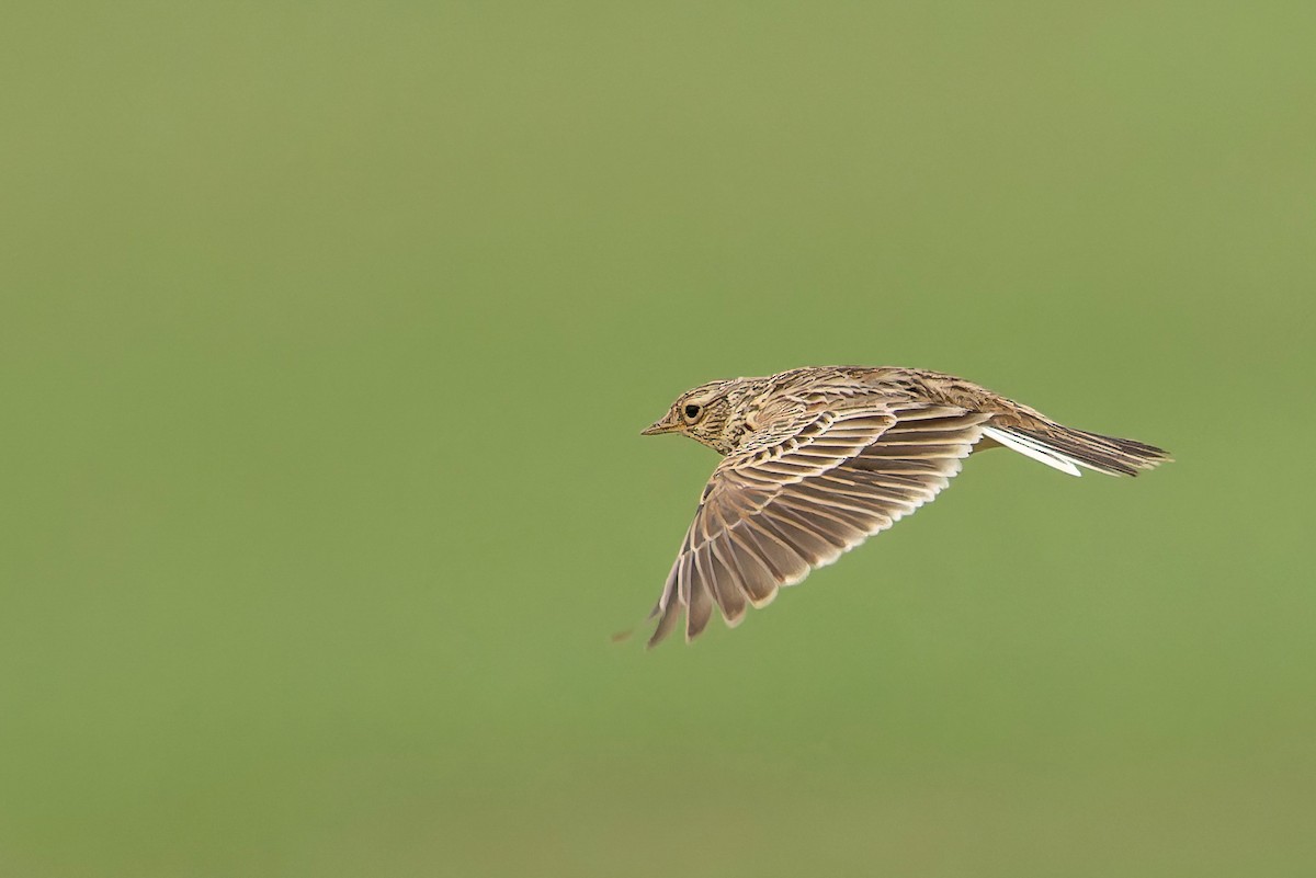 Eurasian Skylark - ML618017005