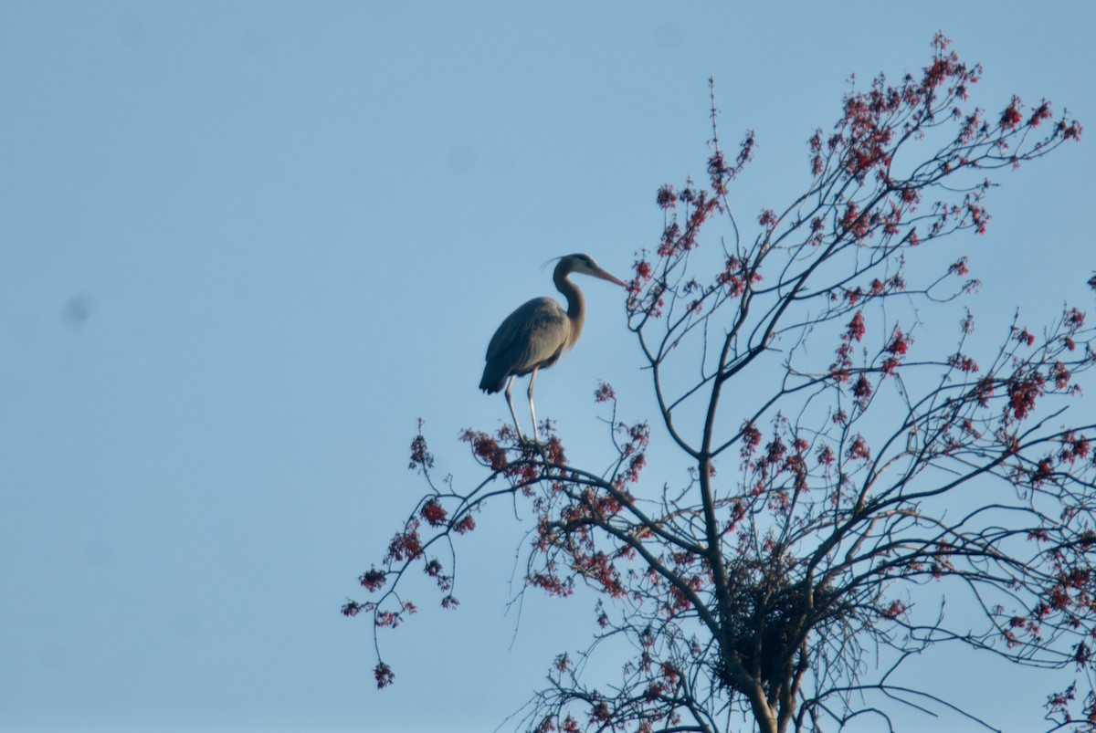 Great Blue Heron - Jasper Weinberg