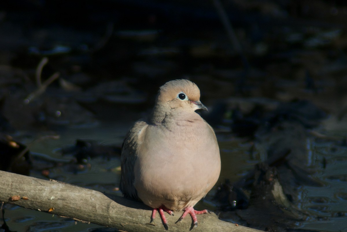 Mourning Dove - ML618017007