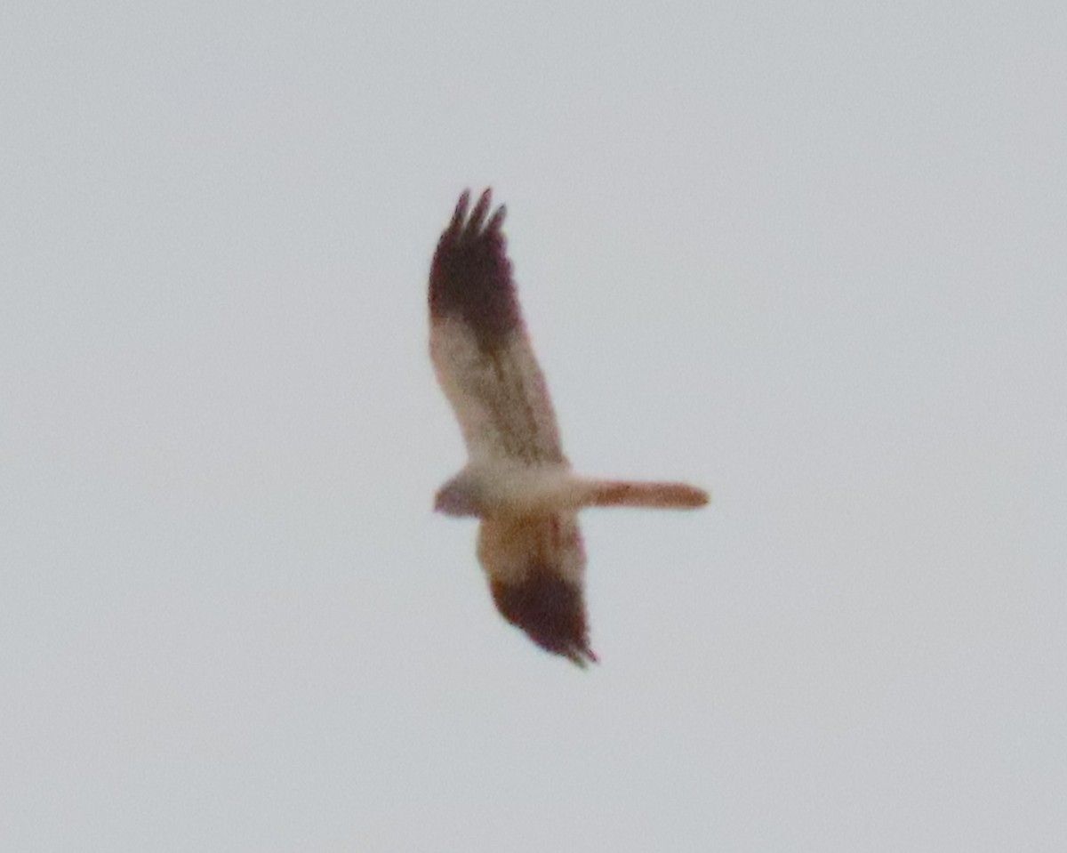 Montagu's Harrier - Keith Betton