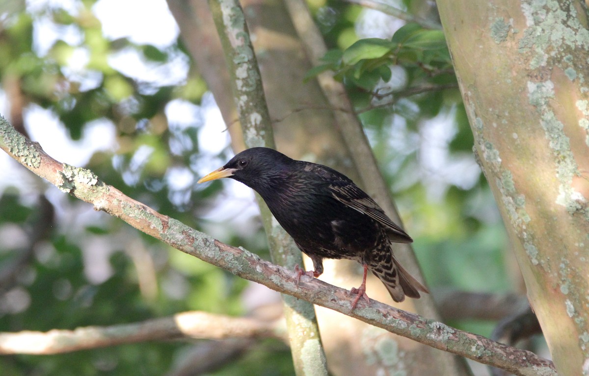 European Starling - Shannon Hodgson