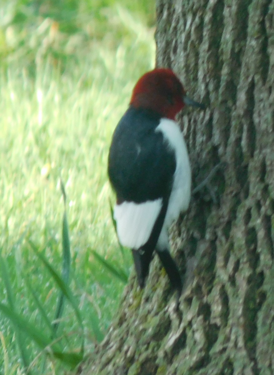 Red-headed Woodpecker - ML618017073