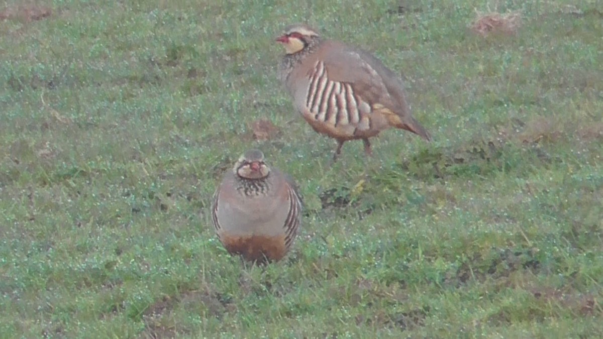 Red-legged Partridge - ML618017074