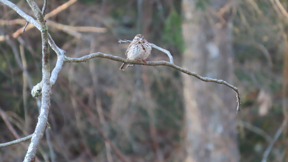 Song Sparrow - ML618017090