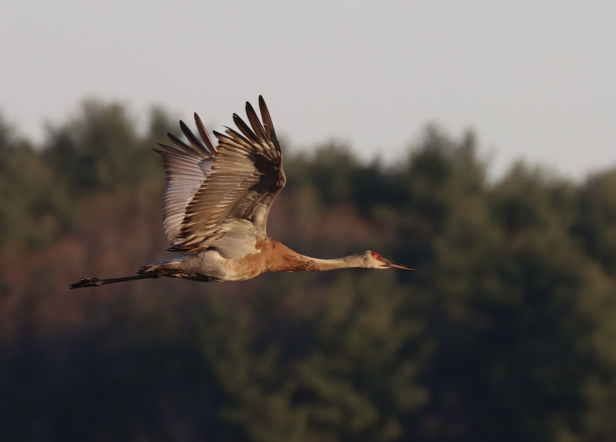 Sandhill Crane - Liam Norton