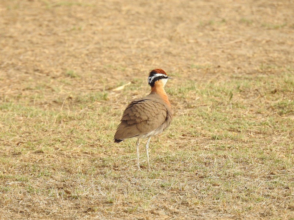 Koromandelrennvogel - ML618017100