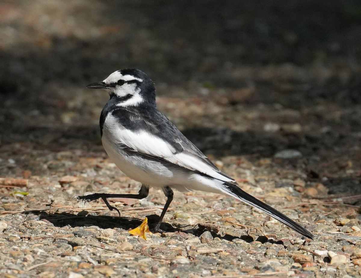 White Wagtail - ML618017113