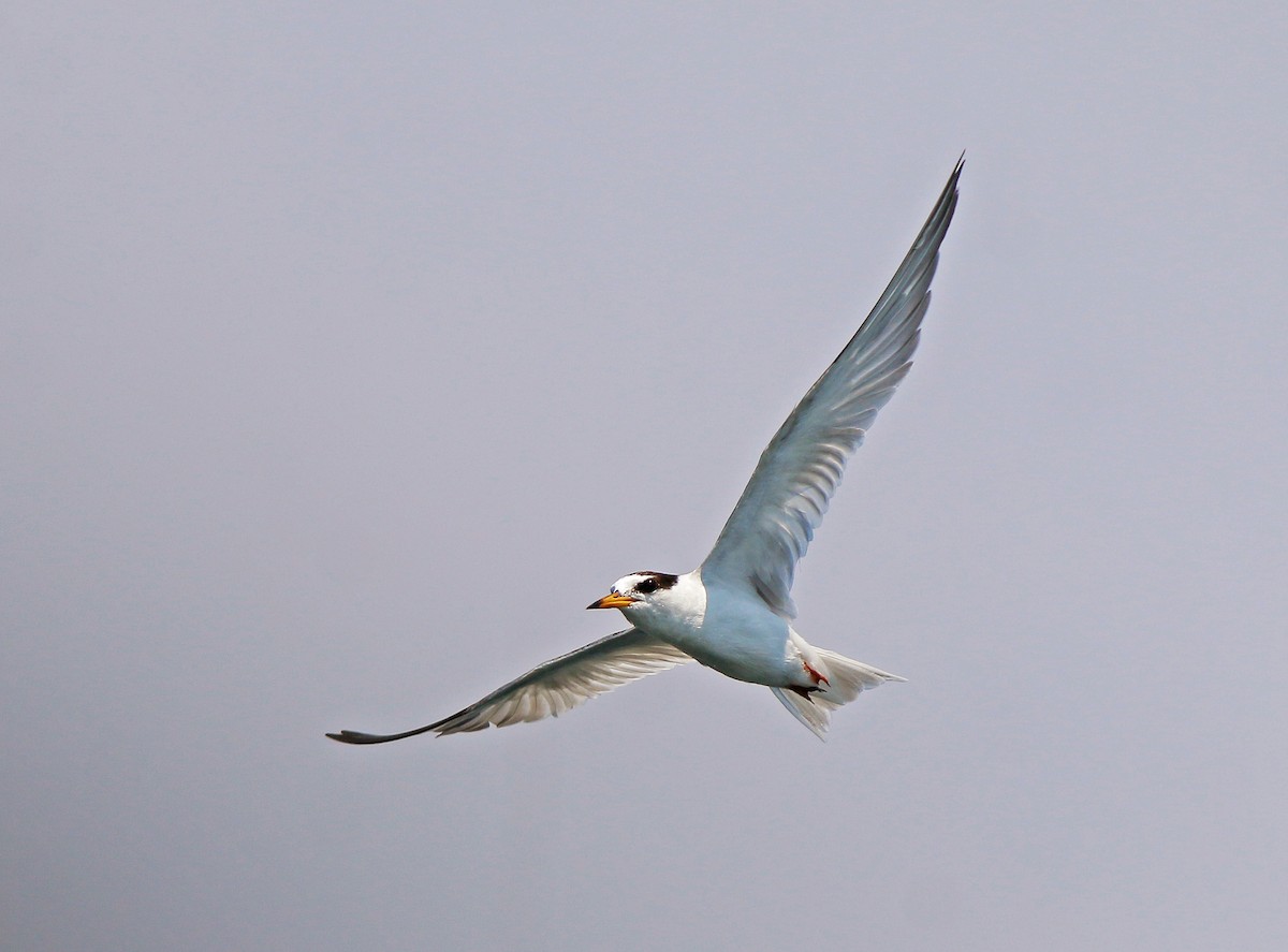 Little Tern - ML618017138