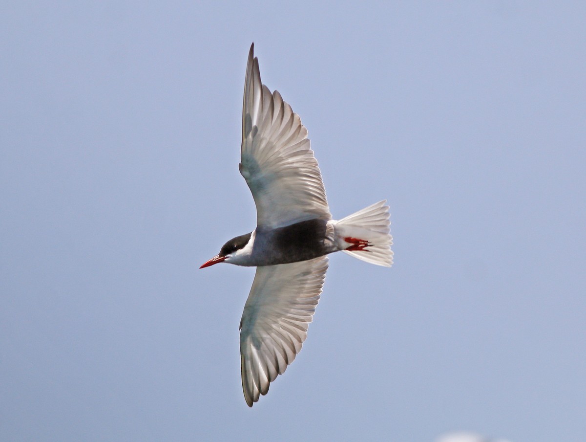 Whiskered Tern - ML618017148