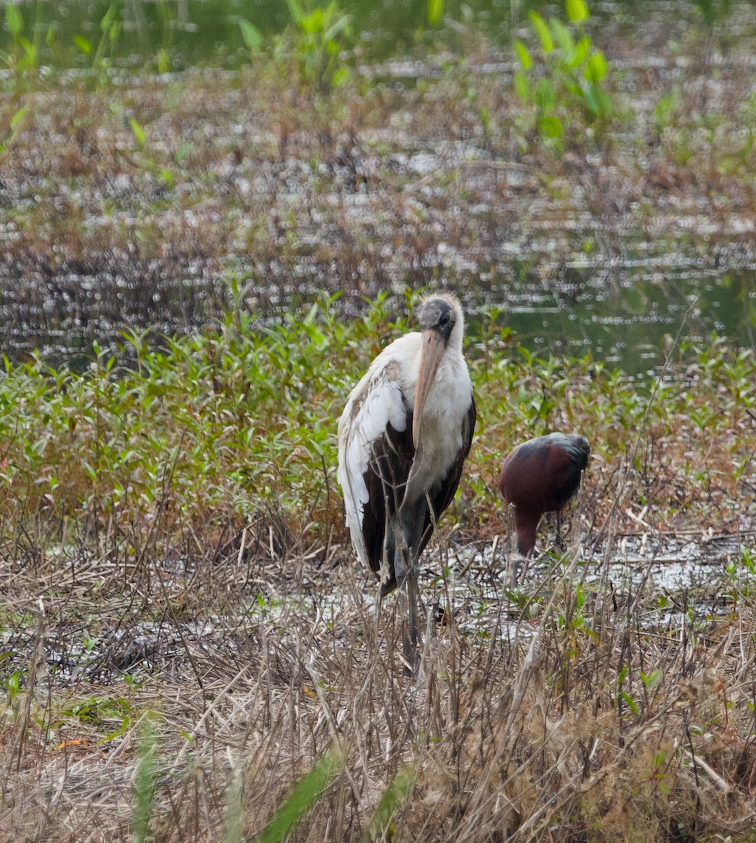 Wood Stork - ML618017155