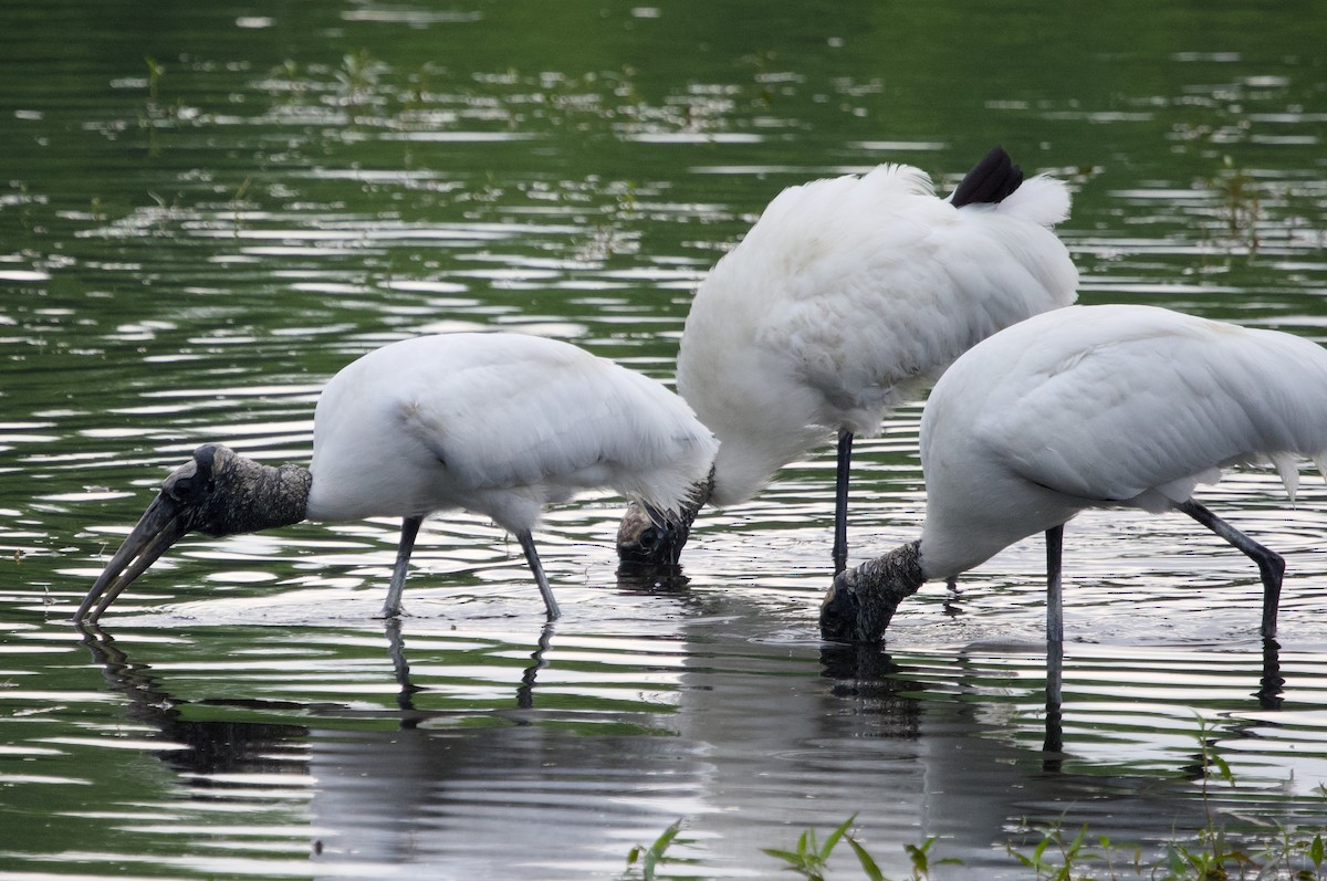 Wood Stork - ML618017156