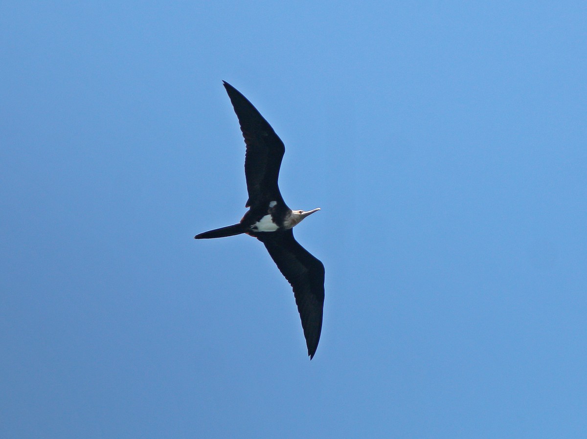 Lesser Frigatebird - Neoh Hor Kee