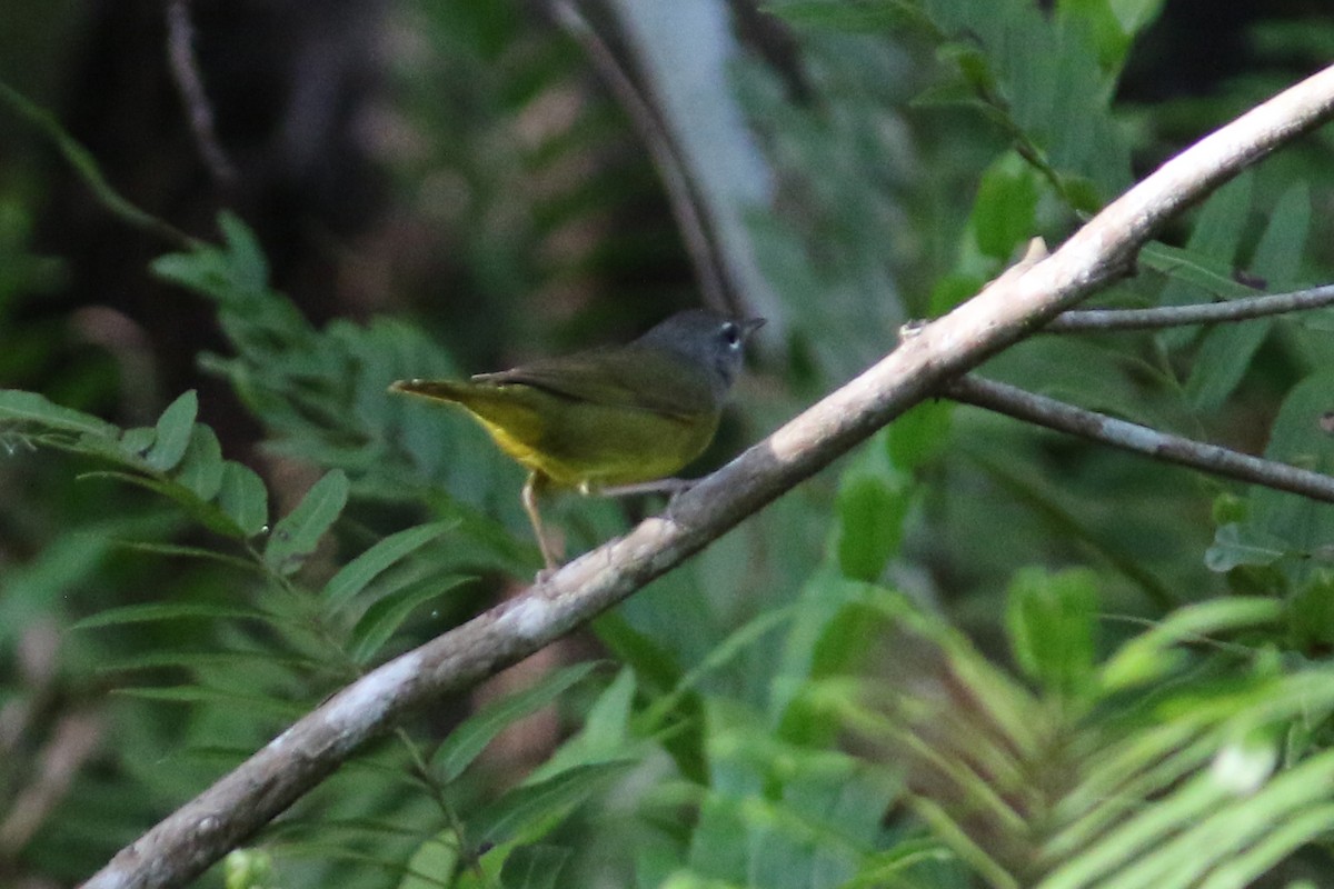 MacGillivray's Warbler - ML618017188