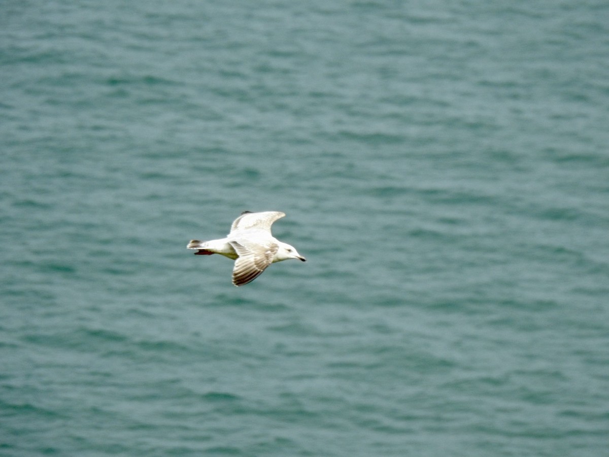 Goéland argenté (argentatus/argenteus) - ML618017189