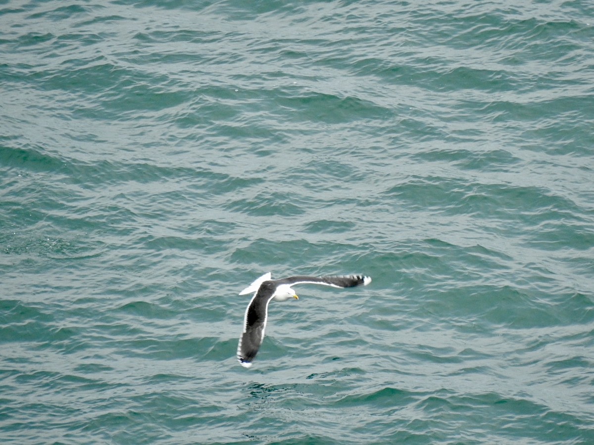 Great Black-backed Gull - Stephen Bailey