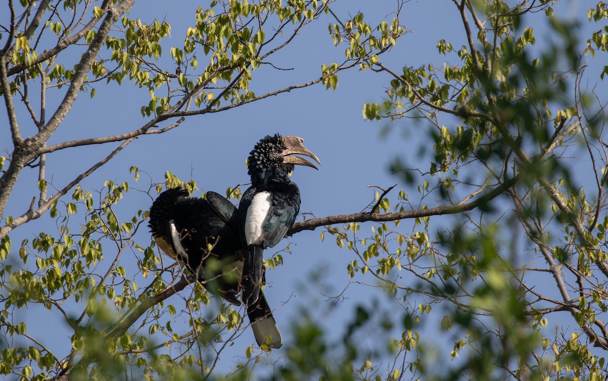 Silvery-cheeked Hornbill - simon walkley