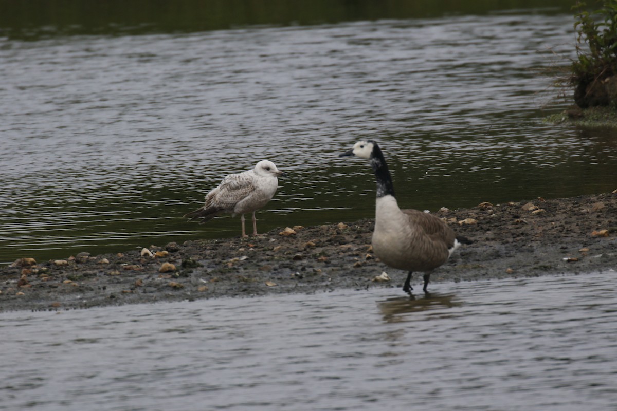 Herring Gull - ML618017221