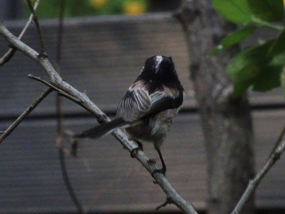 Long-tailed Tit - ML618017270