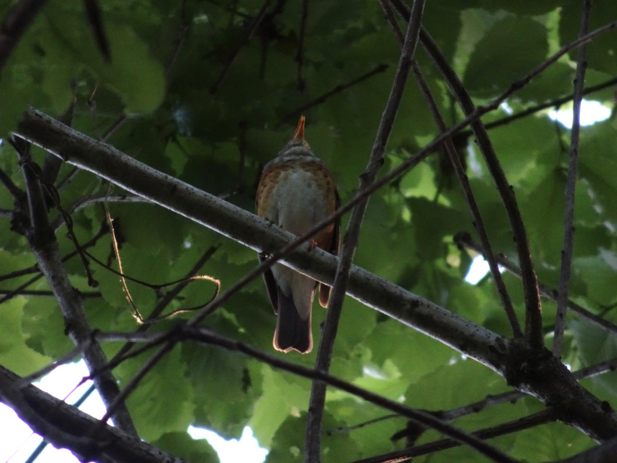 Gray-backed Thrush - ML618017286