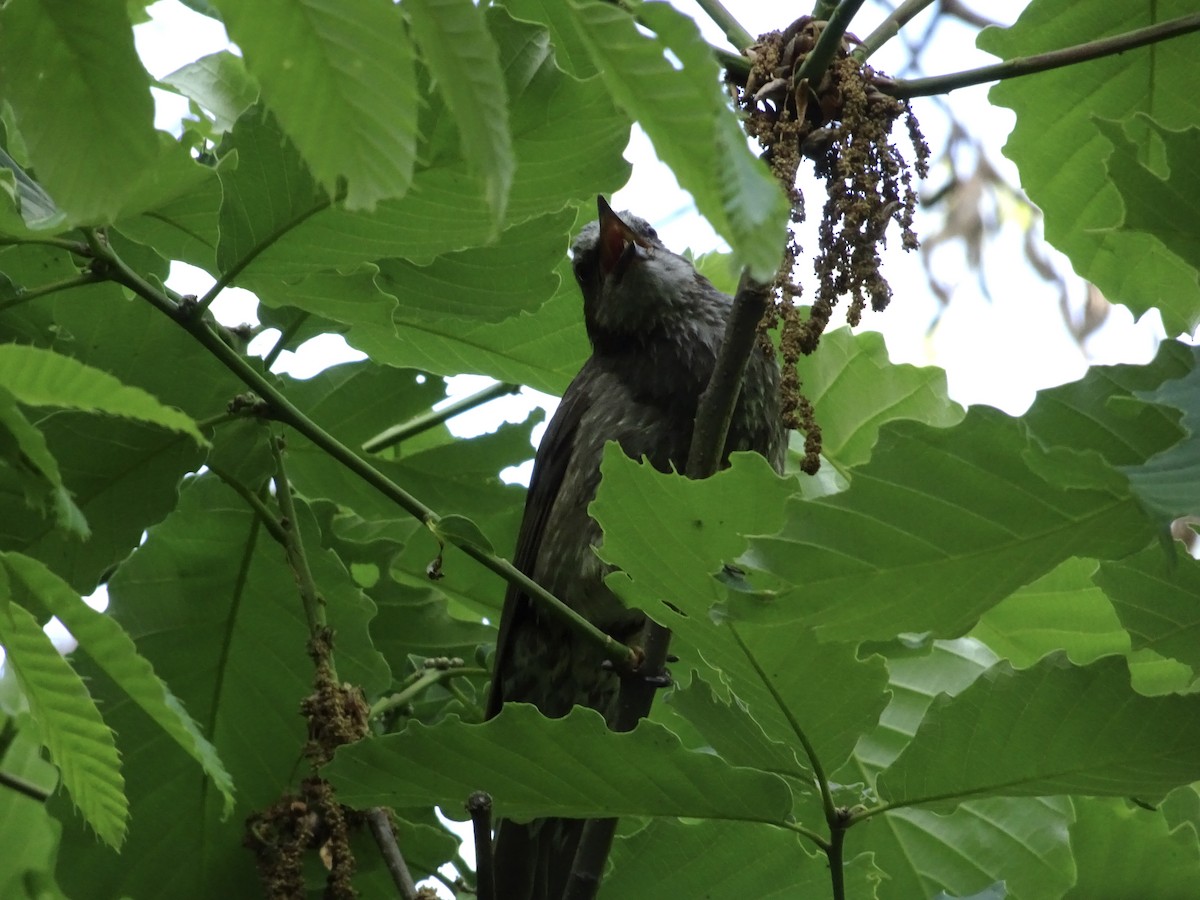 Brown-eared Bulbul - ML618017291