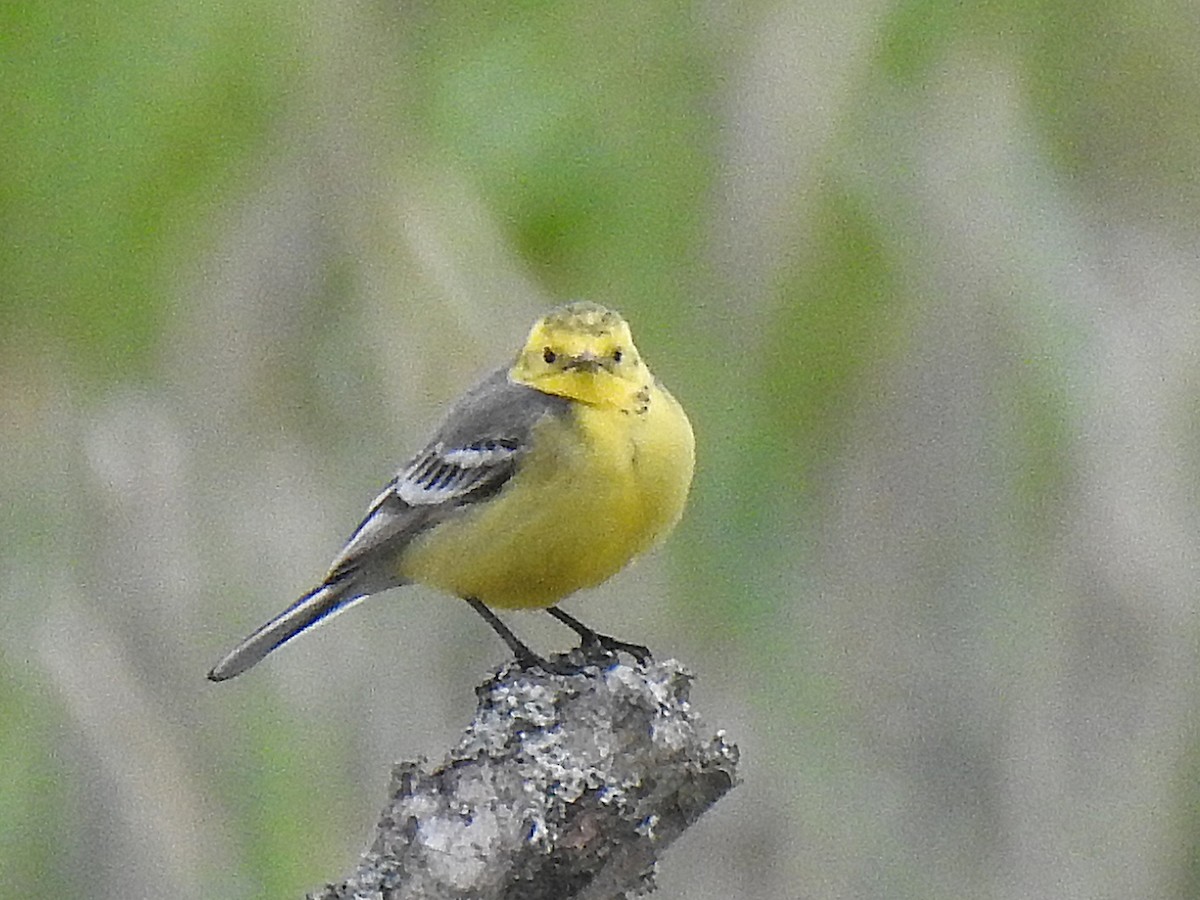 Citrine Wagtail - ML618017306