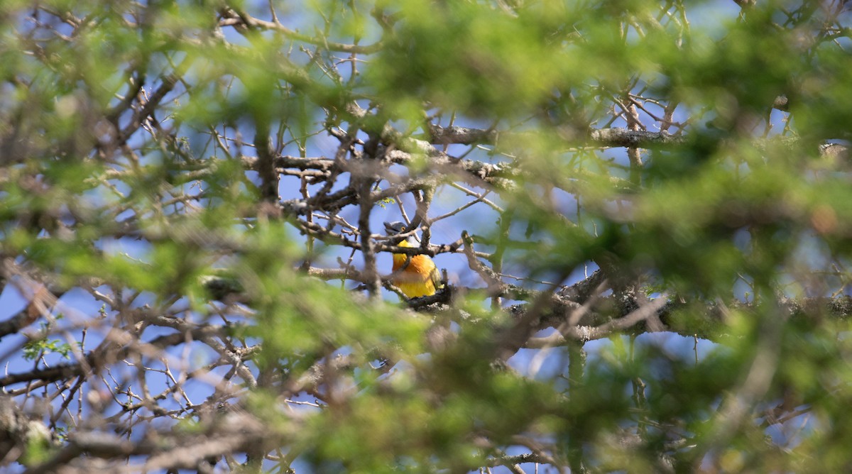 Gray-headed Bushshrike - ML618017309