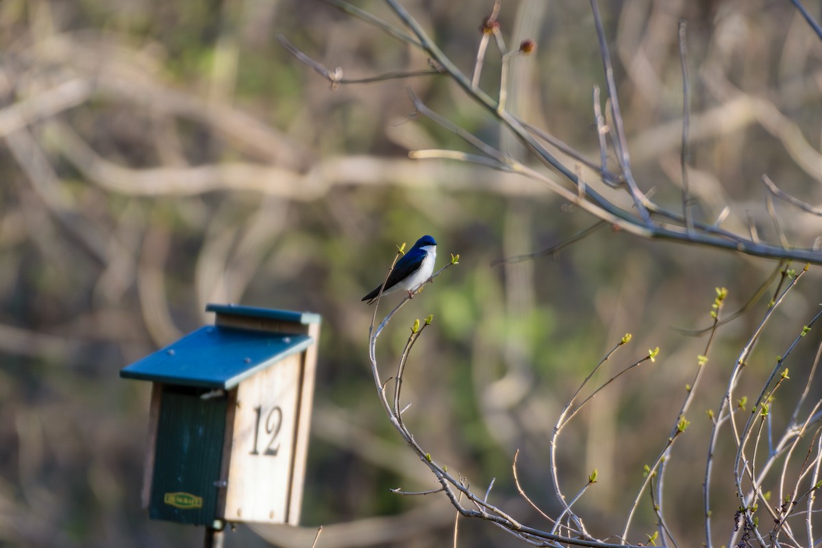 Golondrina Bicolor - ML618017313