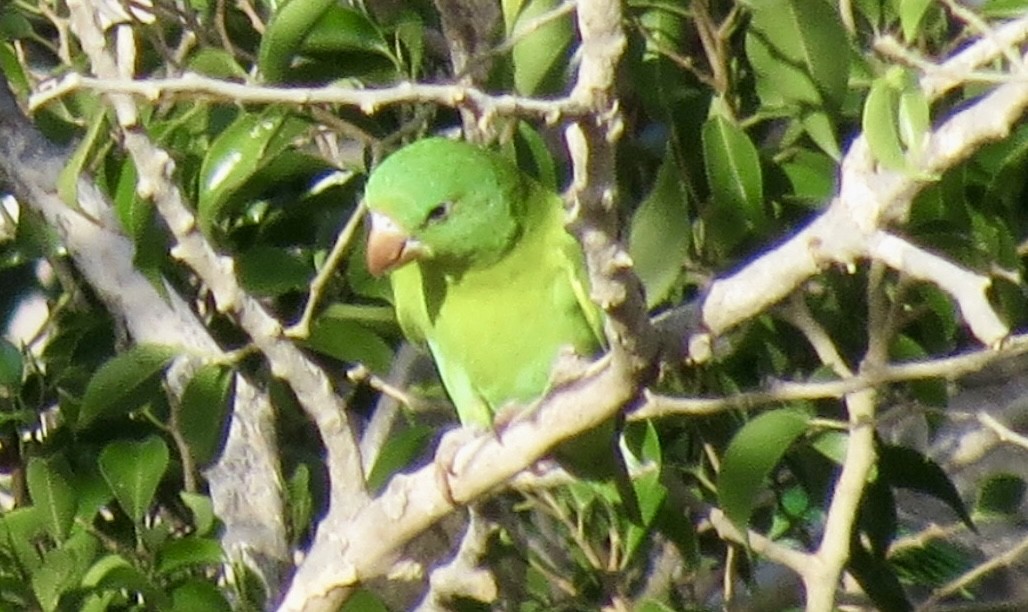 Orange-chinned Parakeet - Gary Langell