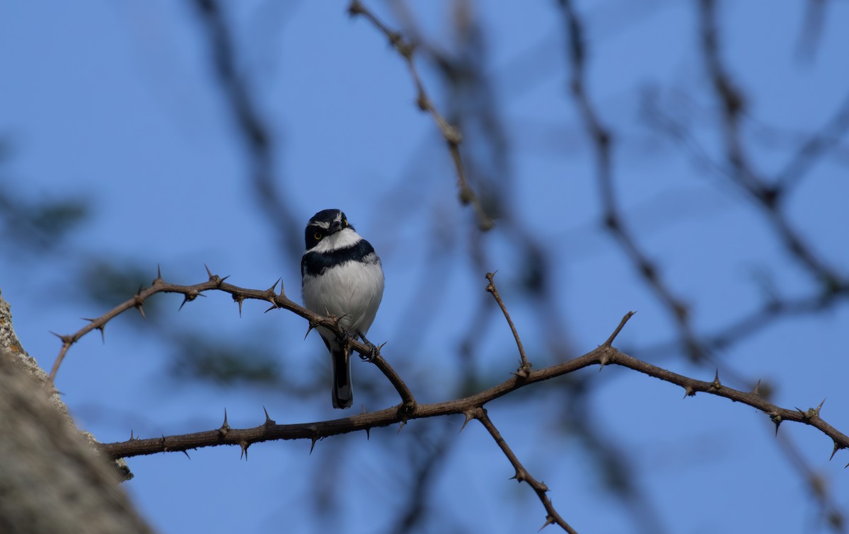 Western Black-headed Batis - ML618017372