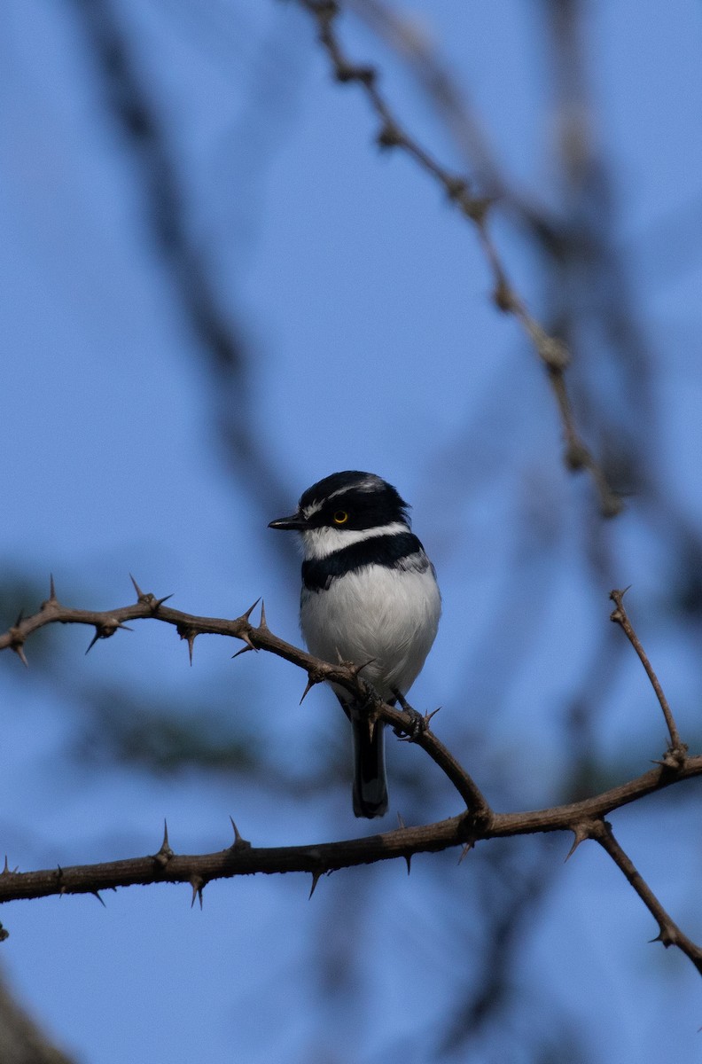 Western Black-headed Batis - simon walkley