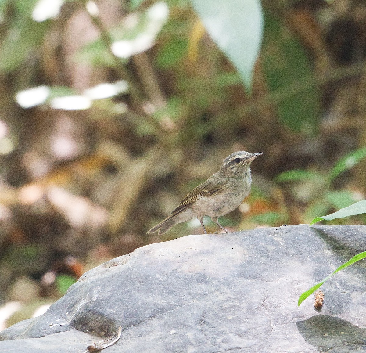 Large-billed Leaf Warbler - ML618017390