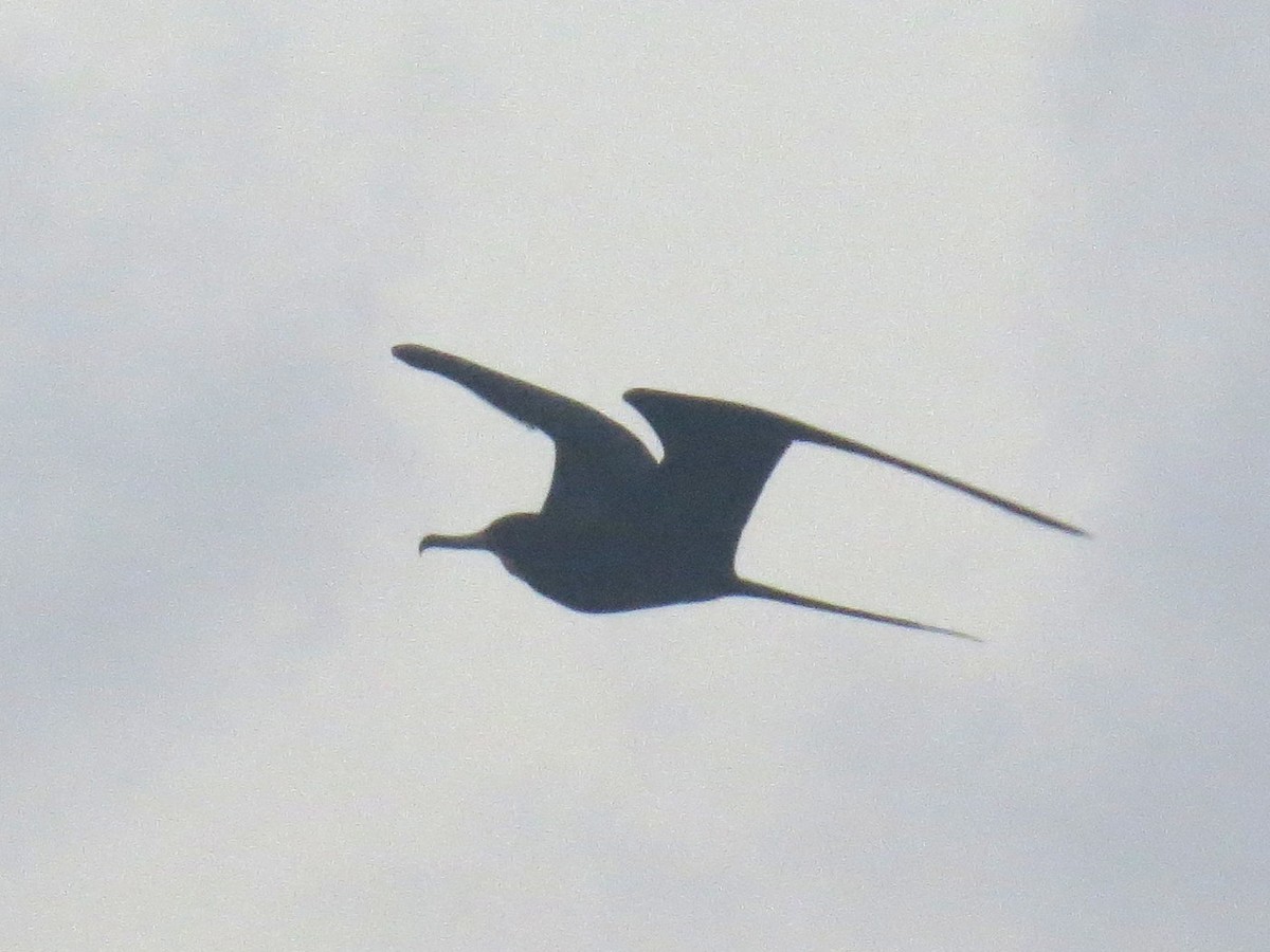 Magnificent Frigatebird - ML618017433