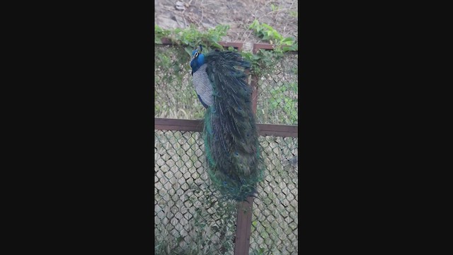 Indian Peafowl - ML618017434