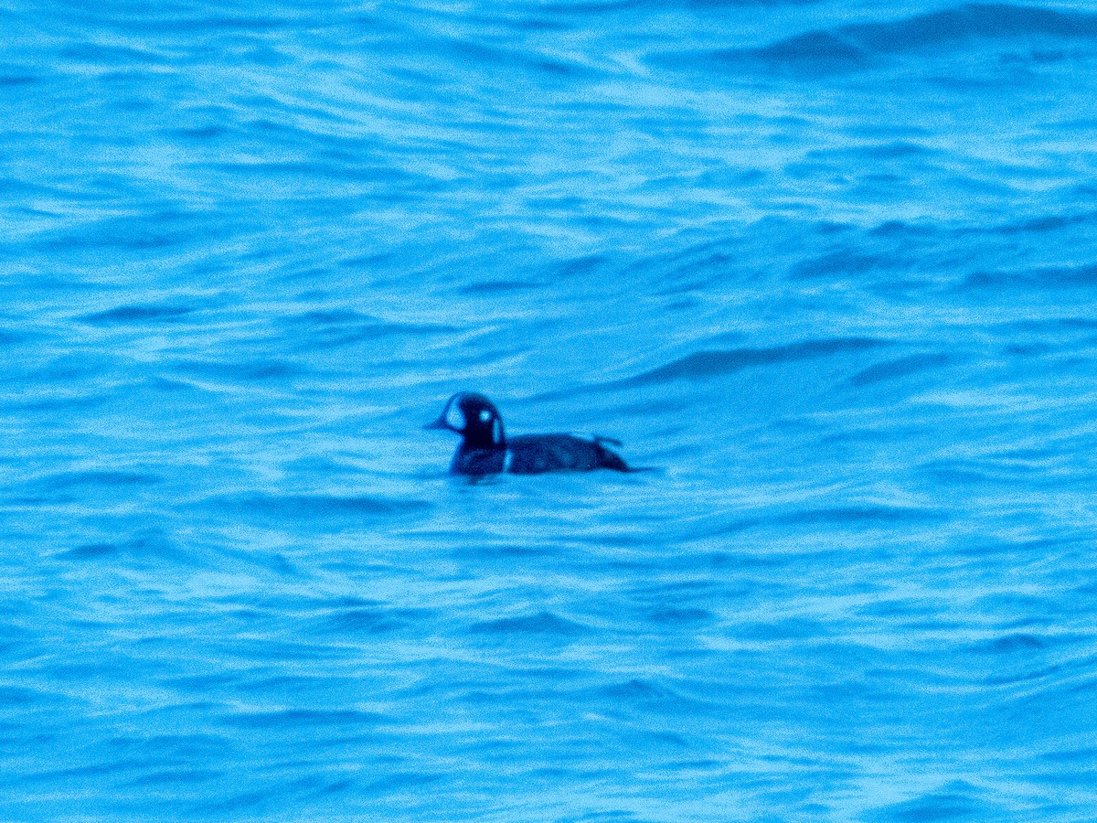 Harlequin Duck - ML618017479