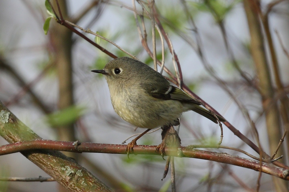Ruby-crowned Kinglet - Tom Stayancho