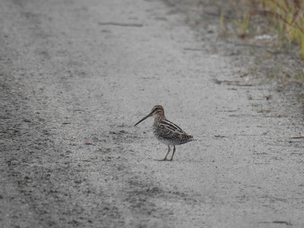 Wilson's Snipe - Tom Dibblee