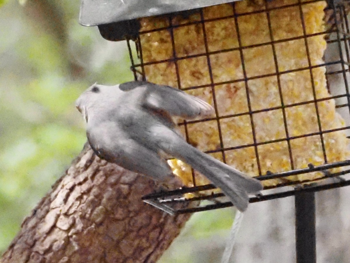 Tufted Titmouse - ML618017591