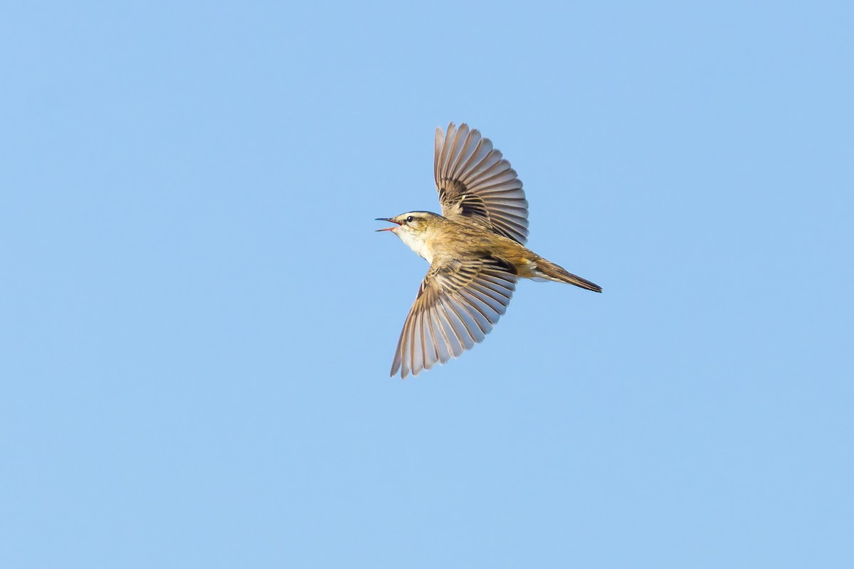 Sedge Warbler - ML618017593