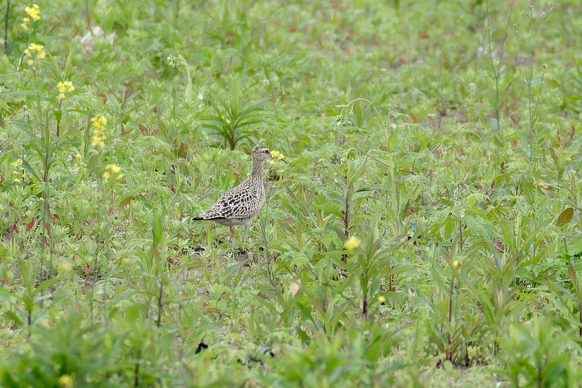 Little Curlew - ML618017614