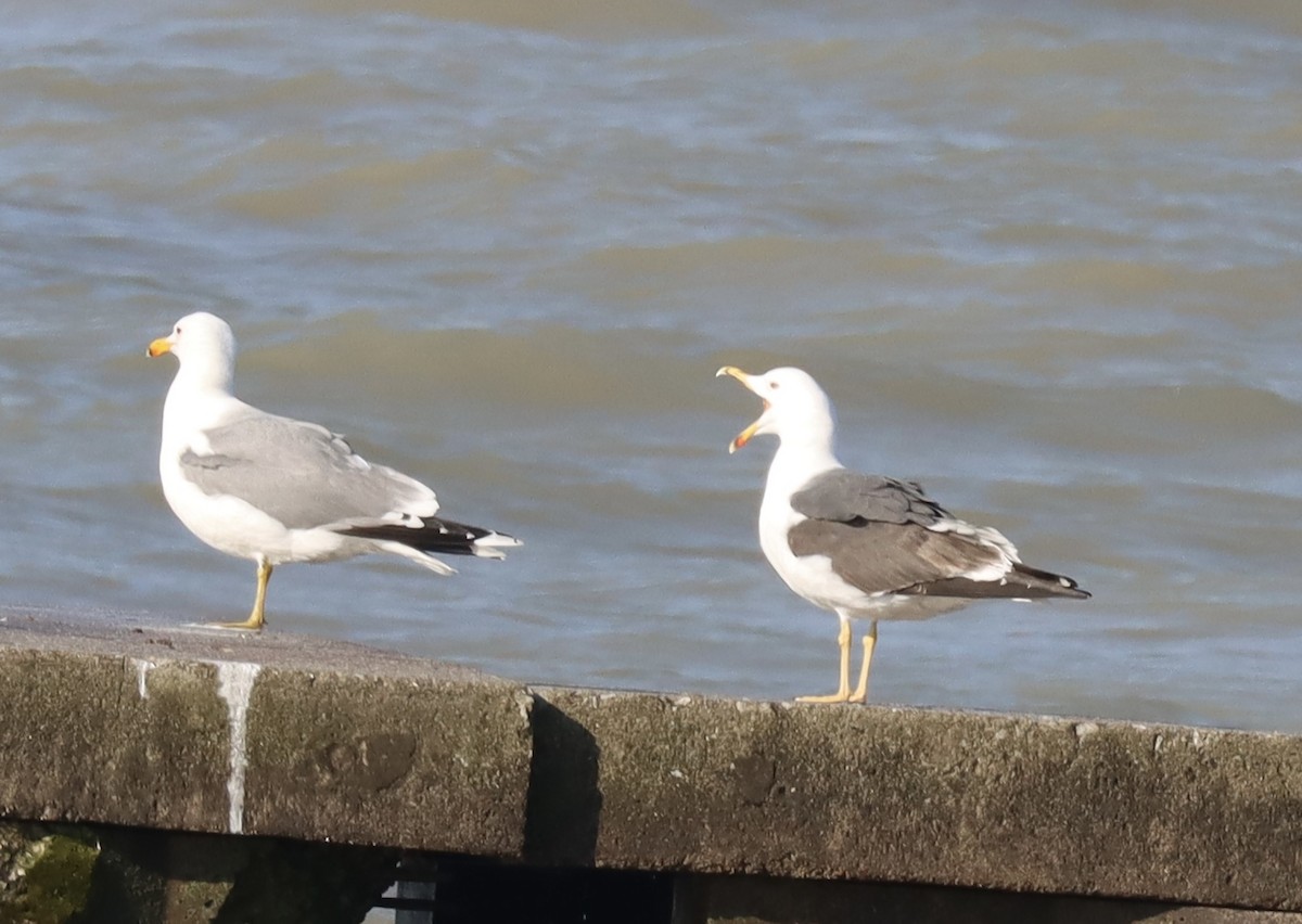 Lesser Black-backed Gull - Jennifer Wenzel