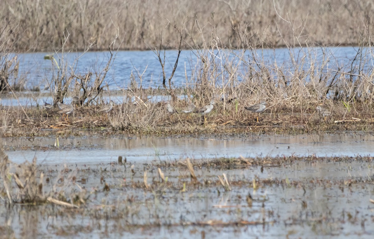 Lesser/Greater Yellowlegs - Glenn Koppel