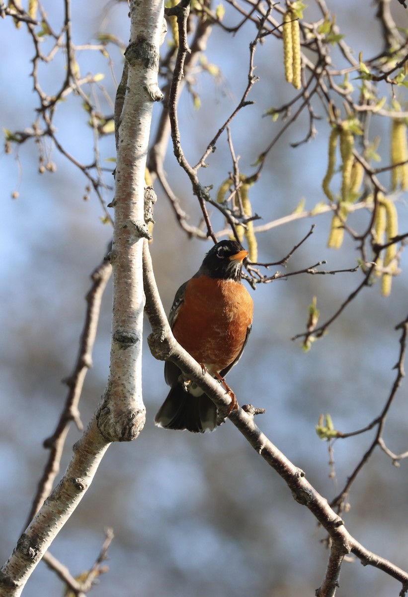 American Robin - ML618017652